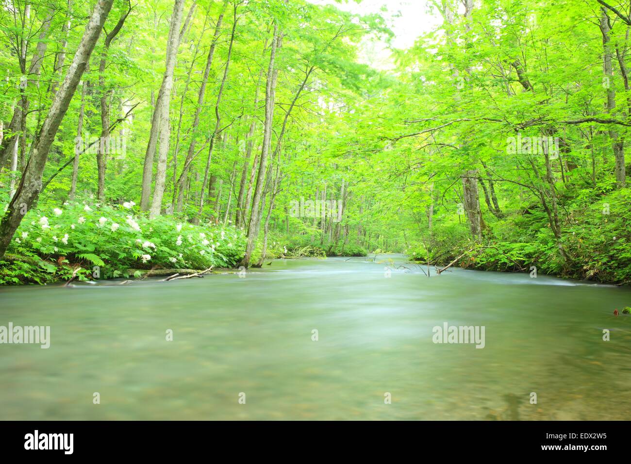 Estate di flusso Oirase, Aomori, Giappone Foto Stock