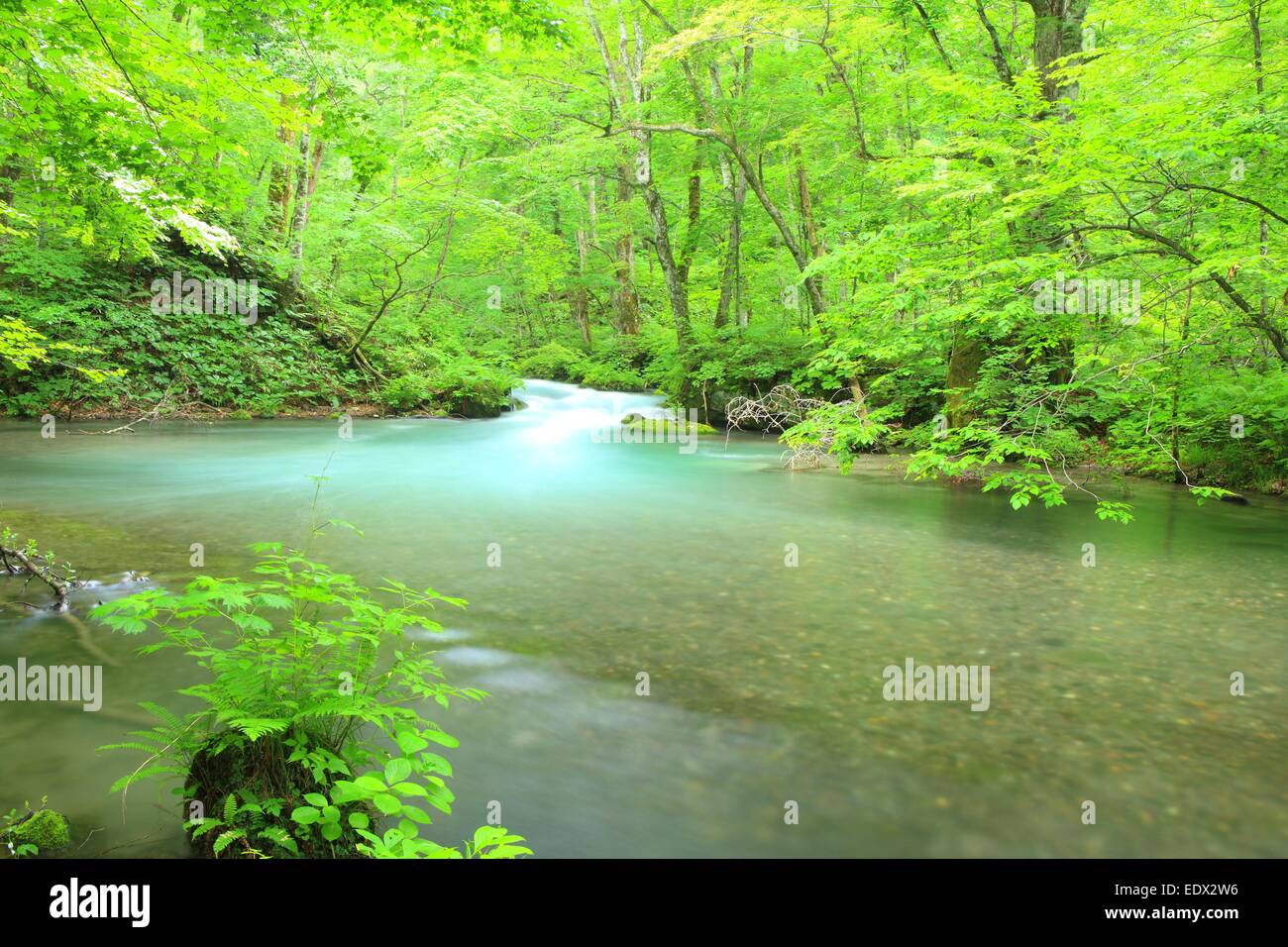 Estate di flusso Oirase, Aomori, Giappone Foto Stock