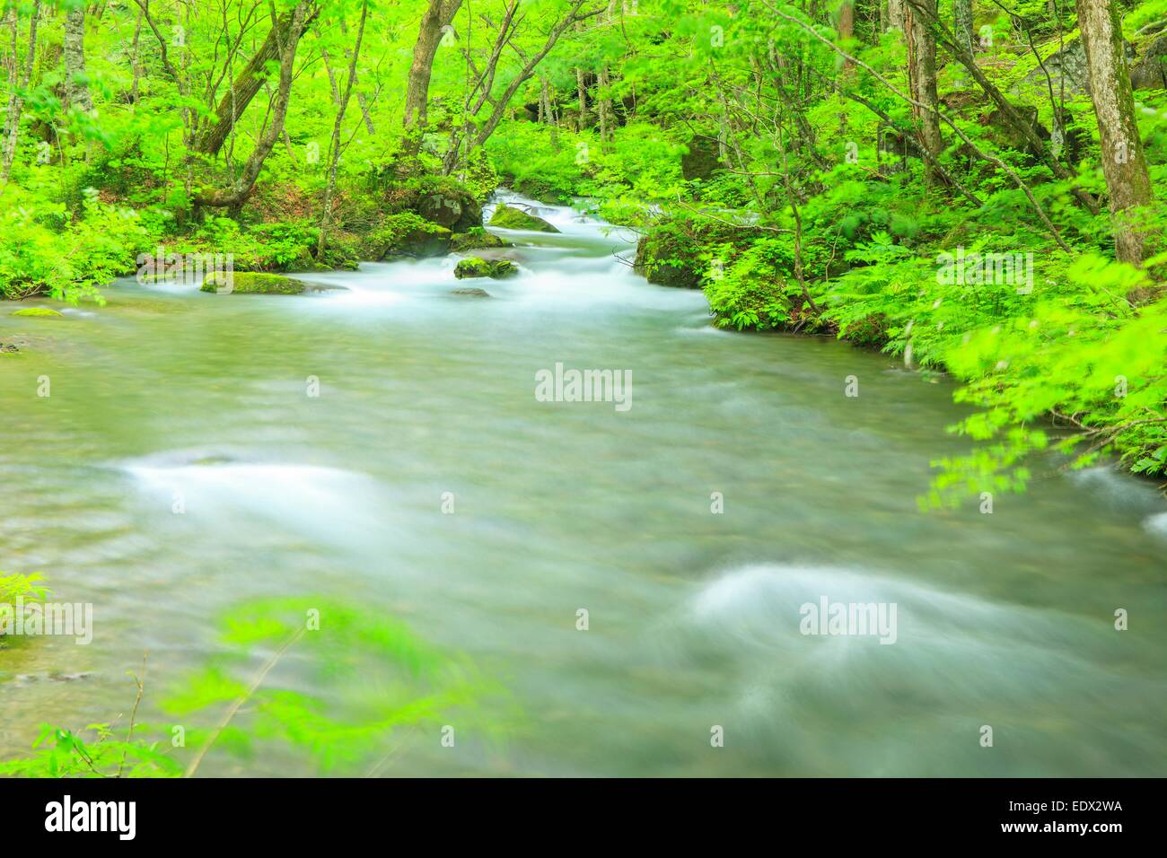 Estate di flusso Oirase, Aomori, Giappone Foto Stock