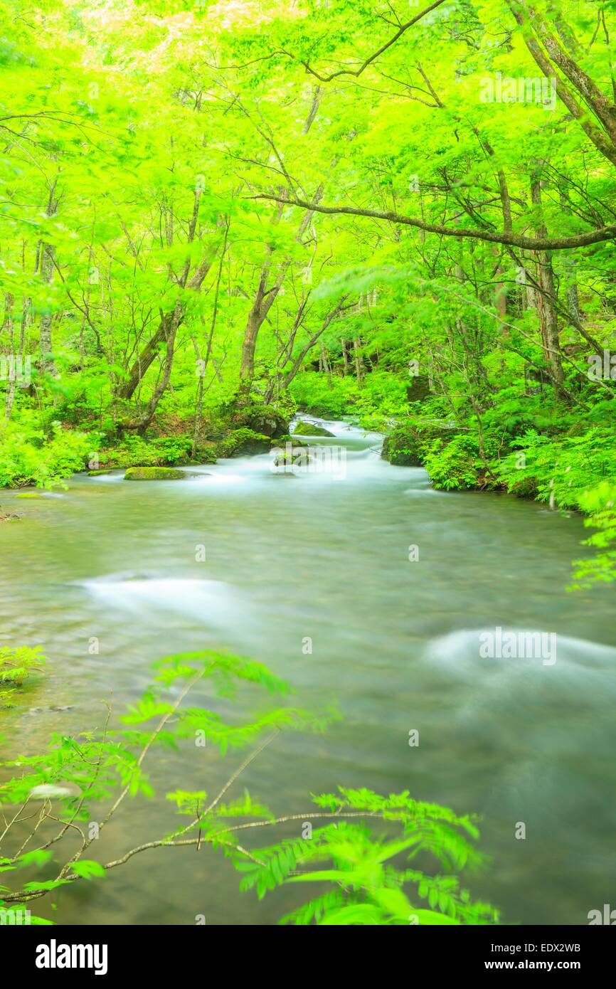 Estate di flusso Oirase, Aomori, Giappone Foto Stock