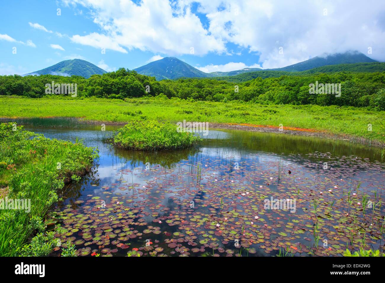 Acqua Giglio di palude, la palude Tashirotai, Aomori, Giappone Foto Stock