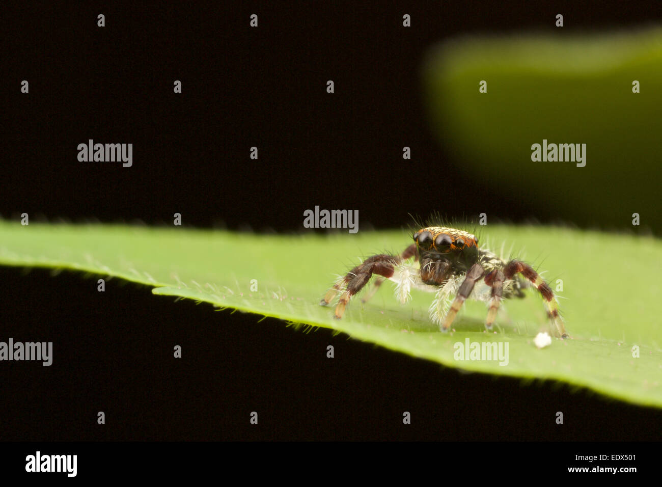 Salticidae, Jumping Spider Kaeng Krachan National Park, Thailandia. Foto Stock