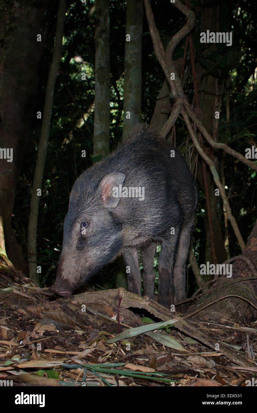 Il cinghiale (Sus scrofa), noto anche come i suini selvatici[ o Eurasiatico di suini selvatici è un suid nativa per molto di Eurasia e Nord Africa Foto Stock