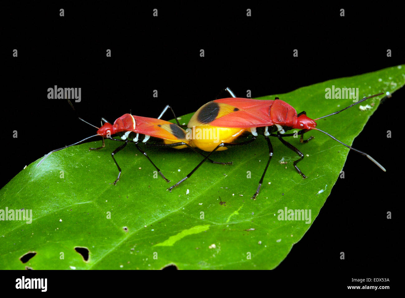 Pyrrhocoridae bug in accoppiamento Kaeng Krachan National Park, Thailandia. Foto Stock