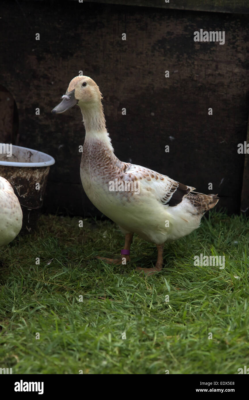 Il mio Welsh Harlequin ragazze a 4 mesi Foto Stock