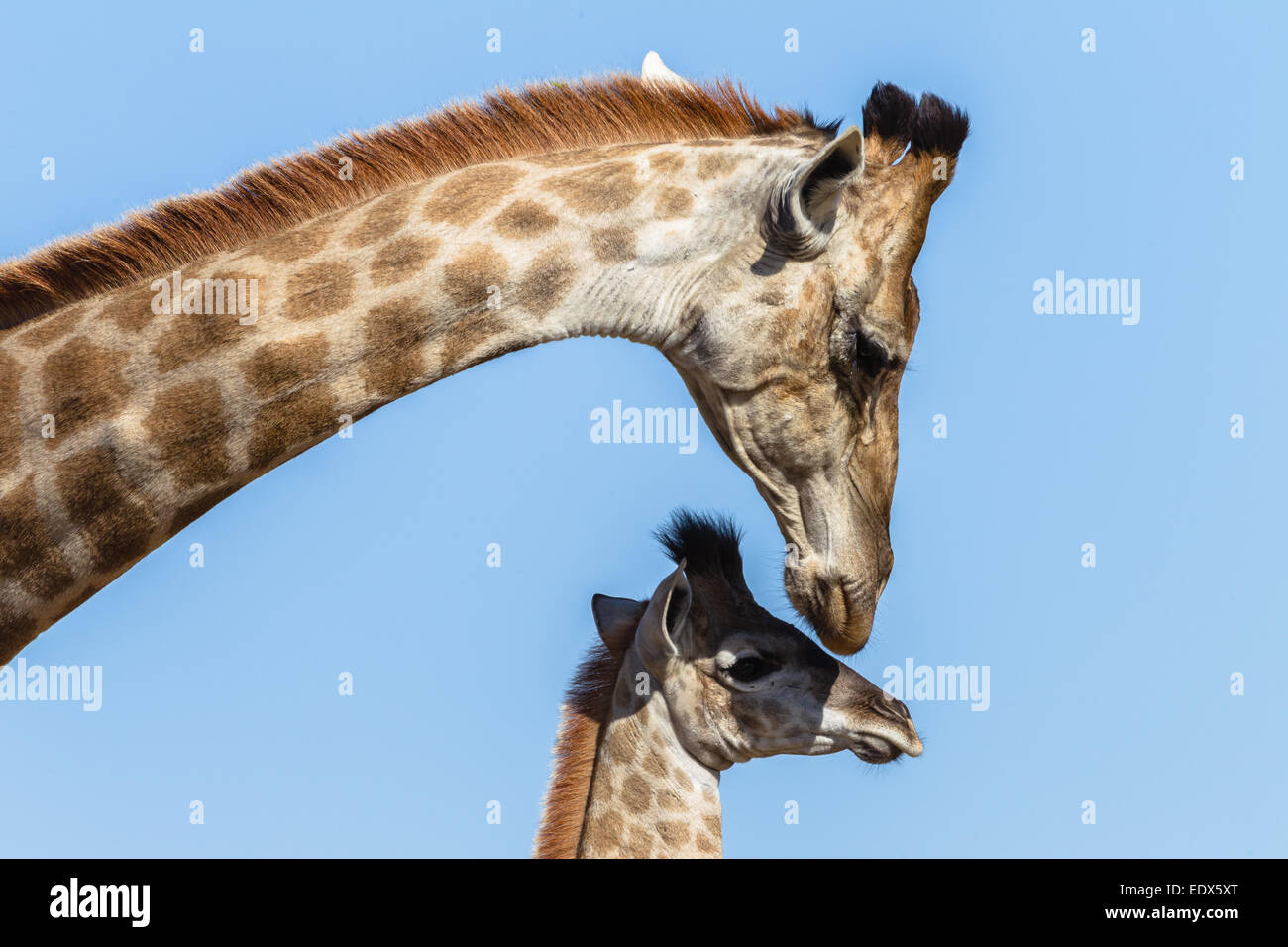 Giraffe Calf madre closeup testina fotografica affezioni di sfregamento della fauna selvatica del parco animali. Foto Stock