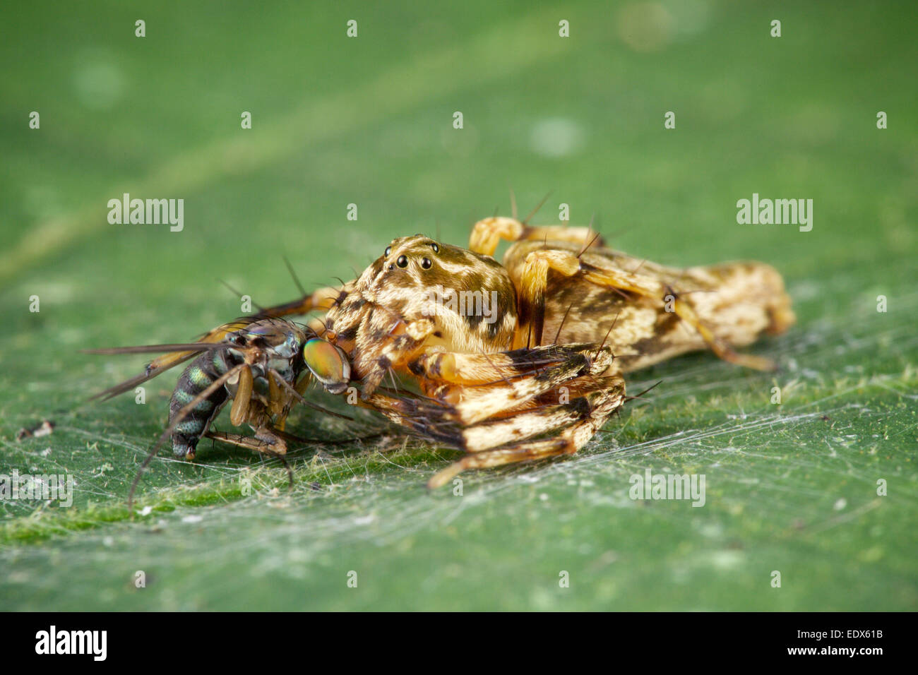 Lynx spider, Hamadruas sp. con la preda. Foto Stock