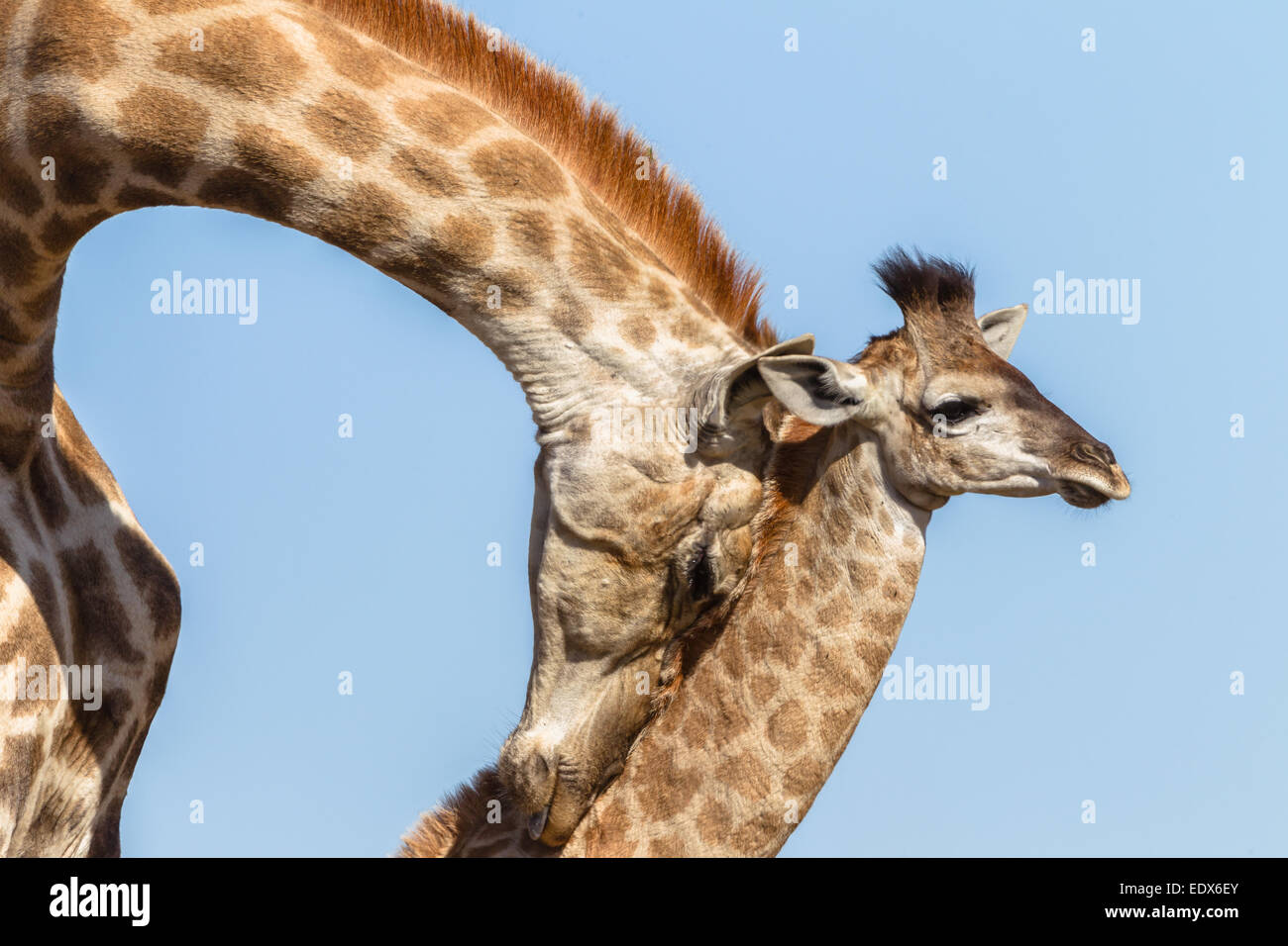 Giraffe Calf madre closeup testina fotografica affezioni di sfregamento della fauna selvatica del parco animali. Foto Stock