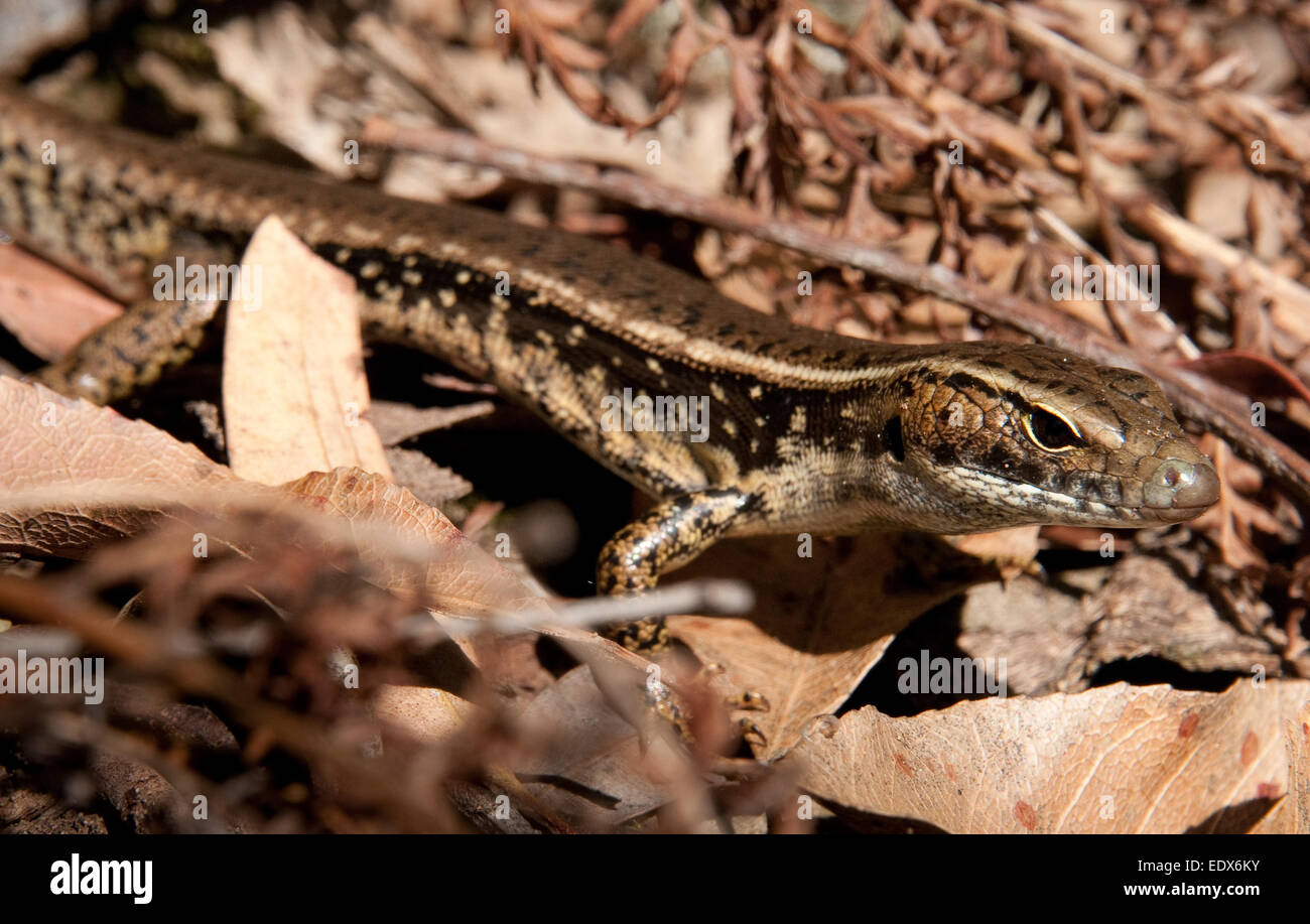 Acqua orientale Skink (Eulamprus quoyii) nel Parco Nazionale di Lane Cove, Sydney, Nuovo Galles del Sud, Australia Foto Stock