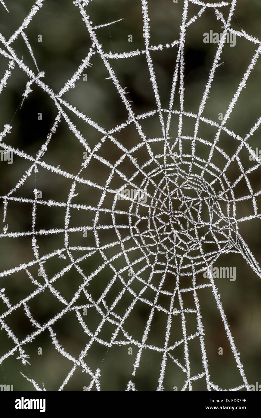 Spider Web coperto di cristalli di ghiaccio dopo un pesante frost Foto Stock