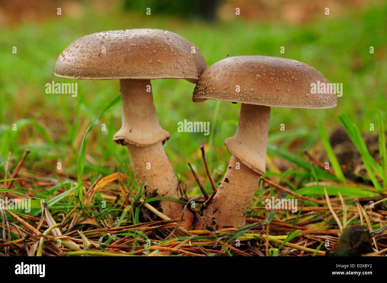 Blusher (Amanita rubescens) Foto Stock