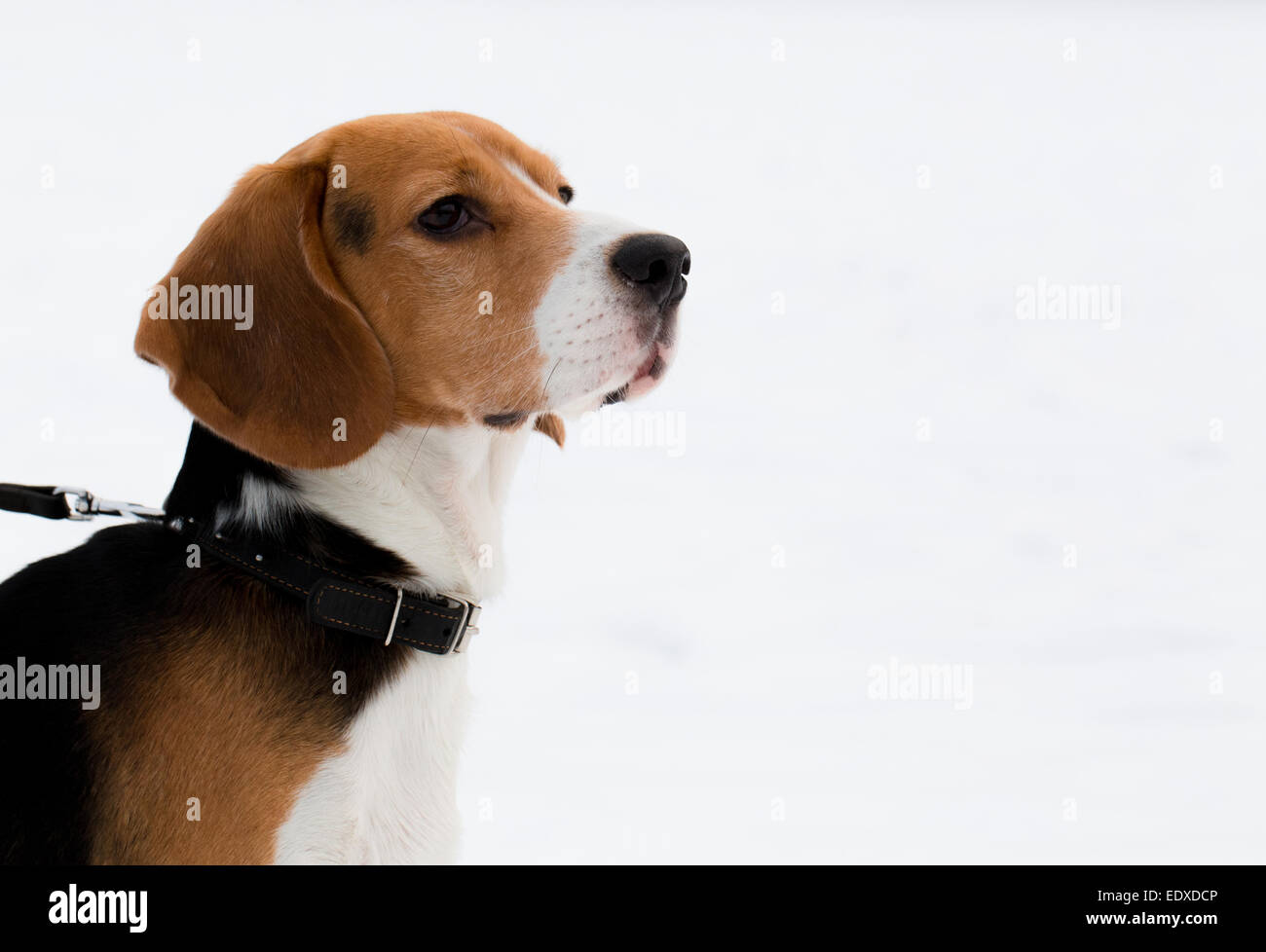 Beagle. Ritratto di un cane beagle sulla neve sullo sfondo. Foto Stock