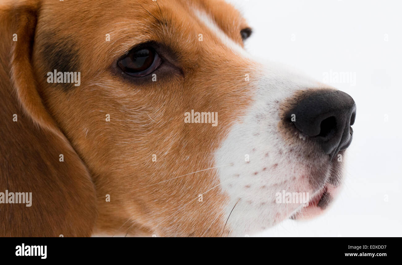 Beagle. Ritratto di un cane beagle sulla neve sullo sfondo. Foto Stock