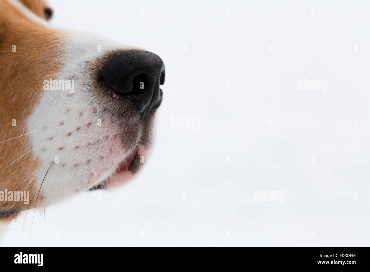 Beagle. Ritratto di un cane beagle sulla neve sullo sfondo. Foto Stock