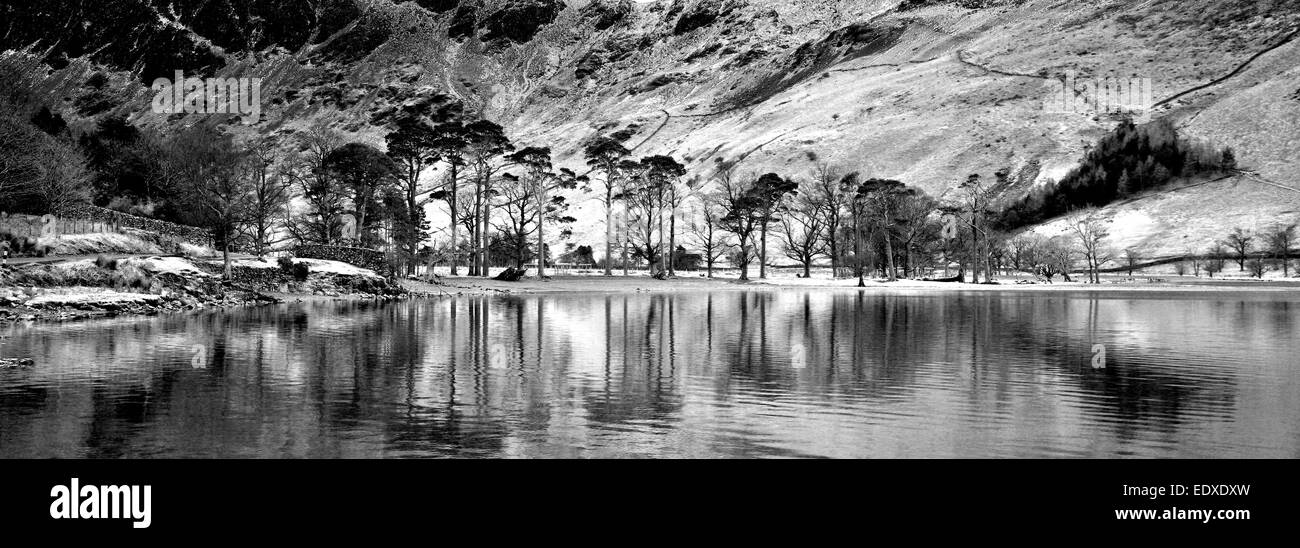 Alberi di pino sulla sponda del Buttermere, Parco Nazionale del Distretto dei Laghi, Cumbria, England, Regno Unito Foto Stock