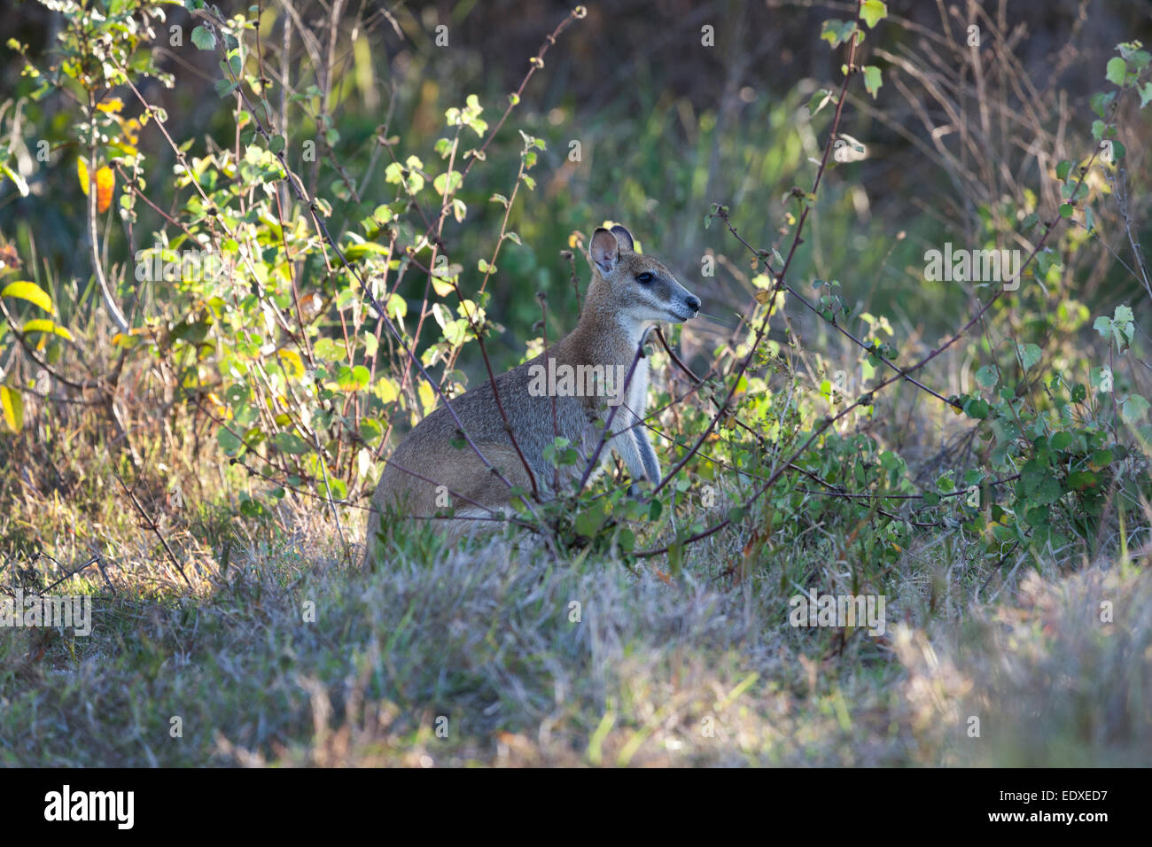 Agile wallaby in piedi nei boschi,Tyto Zone Umide,l'Australia Foto Stock