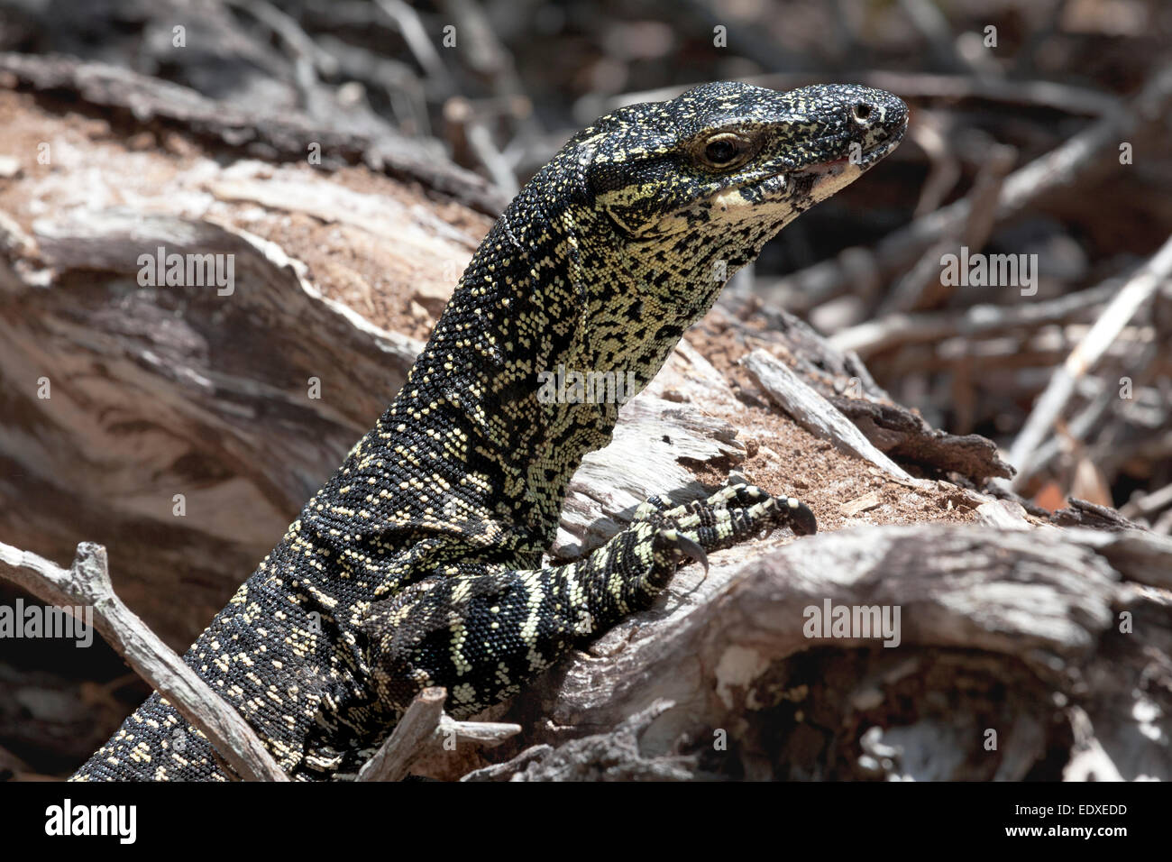 Pizzo goanna nei boschi, Queensland, Australia Foto Stock