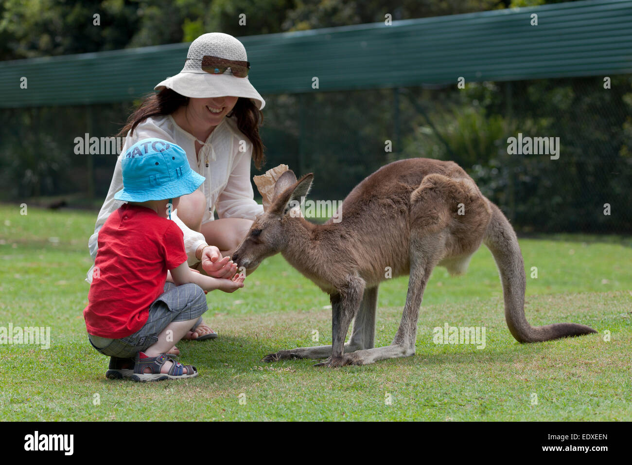 La madre e il bambino sta alimentando un canguro rosso in Zoo australiano , Beerwah,l'Australia Foto Stock