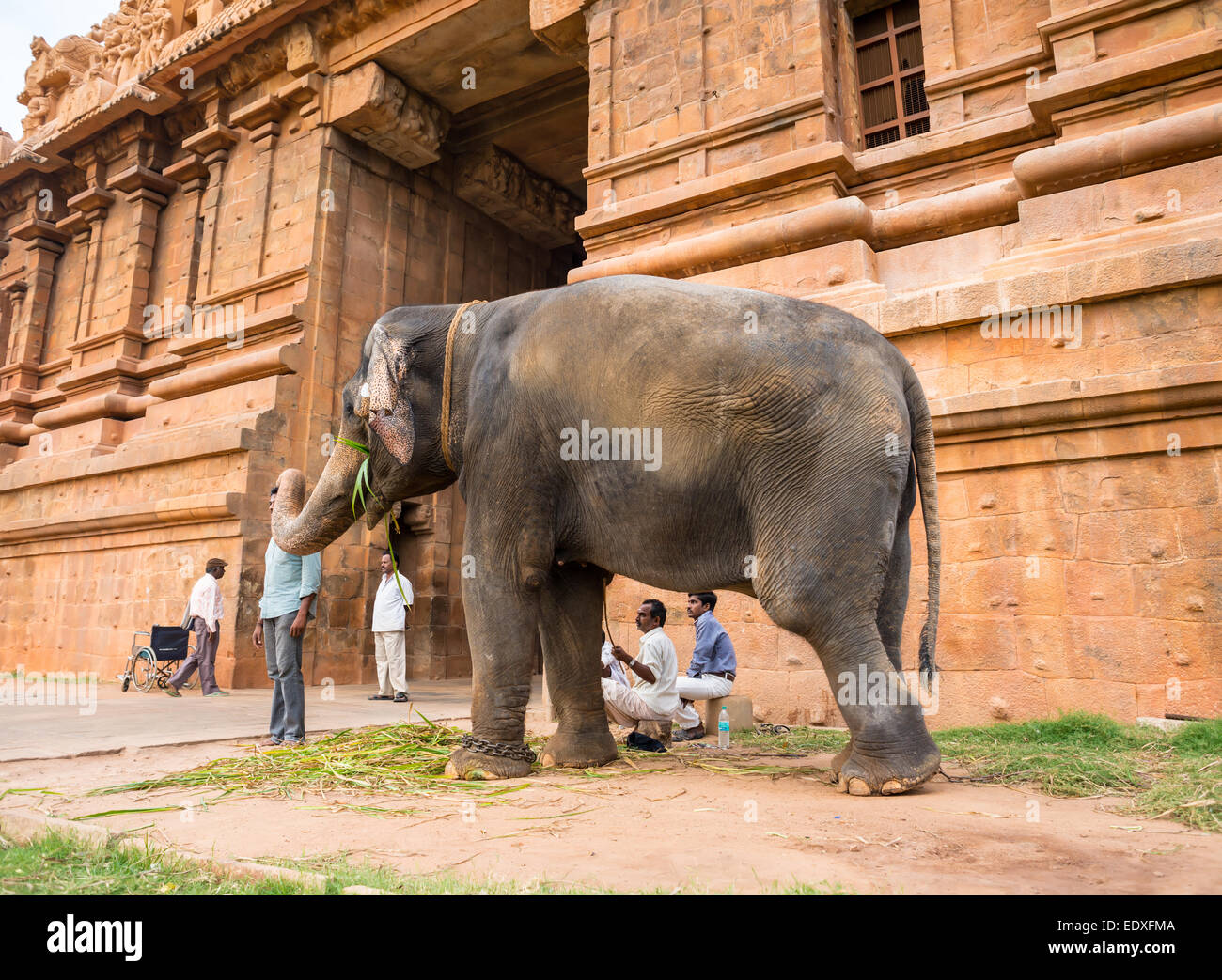 THANJAVOUR, India - 13 febbraio: un elefante benedice l uomo non identificato di presso il Tempio Brihadishwara. India, nello Stato del Tamil Nadu, Thanjav Foto Stock