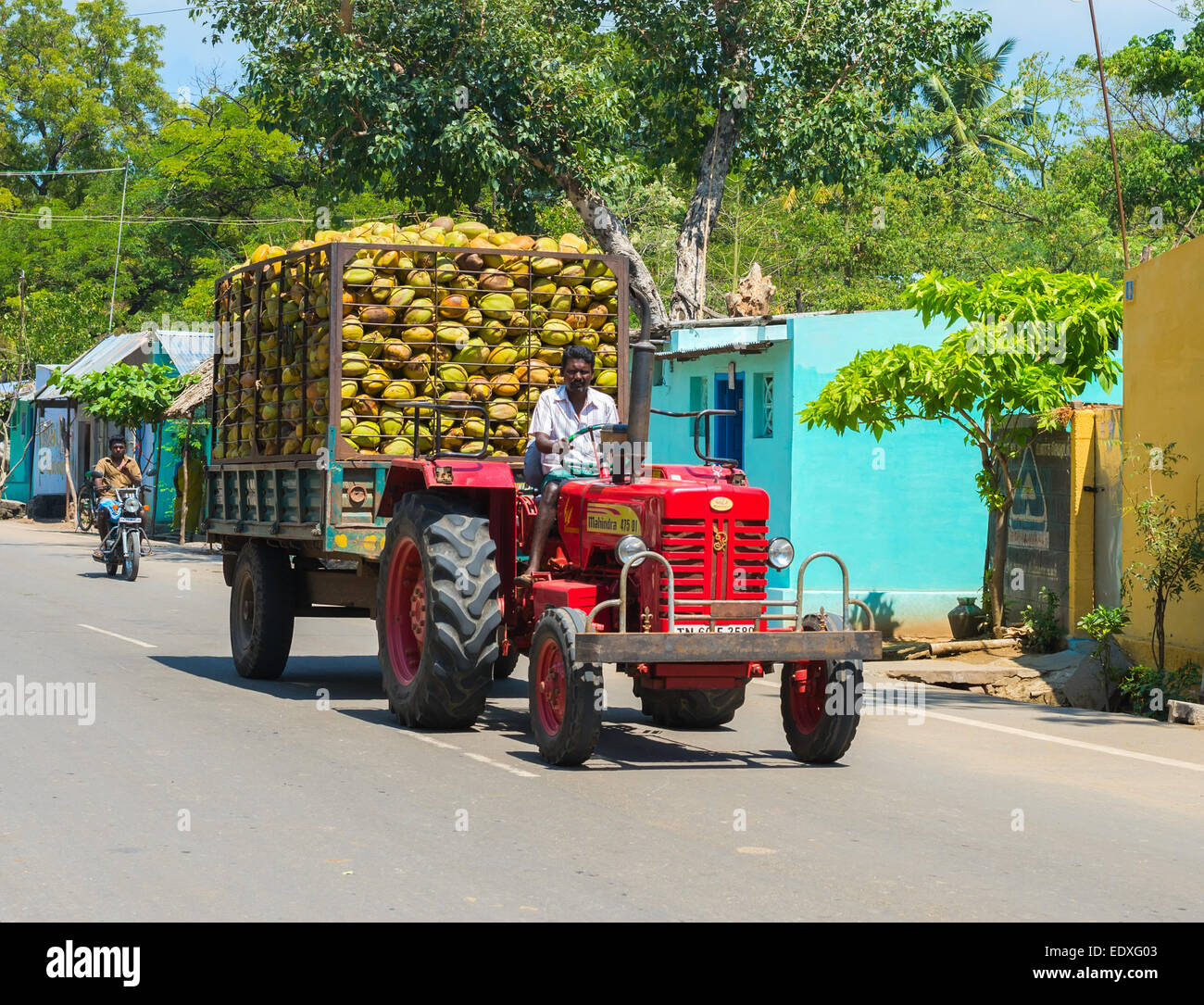 MADURAI, India - 17 febbraio: rurale indiano uomo corse su una vettura con noci di cocco. India, nello Stato del Tamil Nadu, nei pressi di Madurai. Febbraio 17, 2013. Foto Stock
