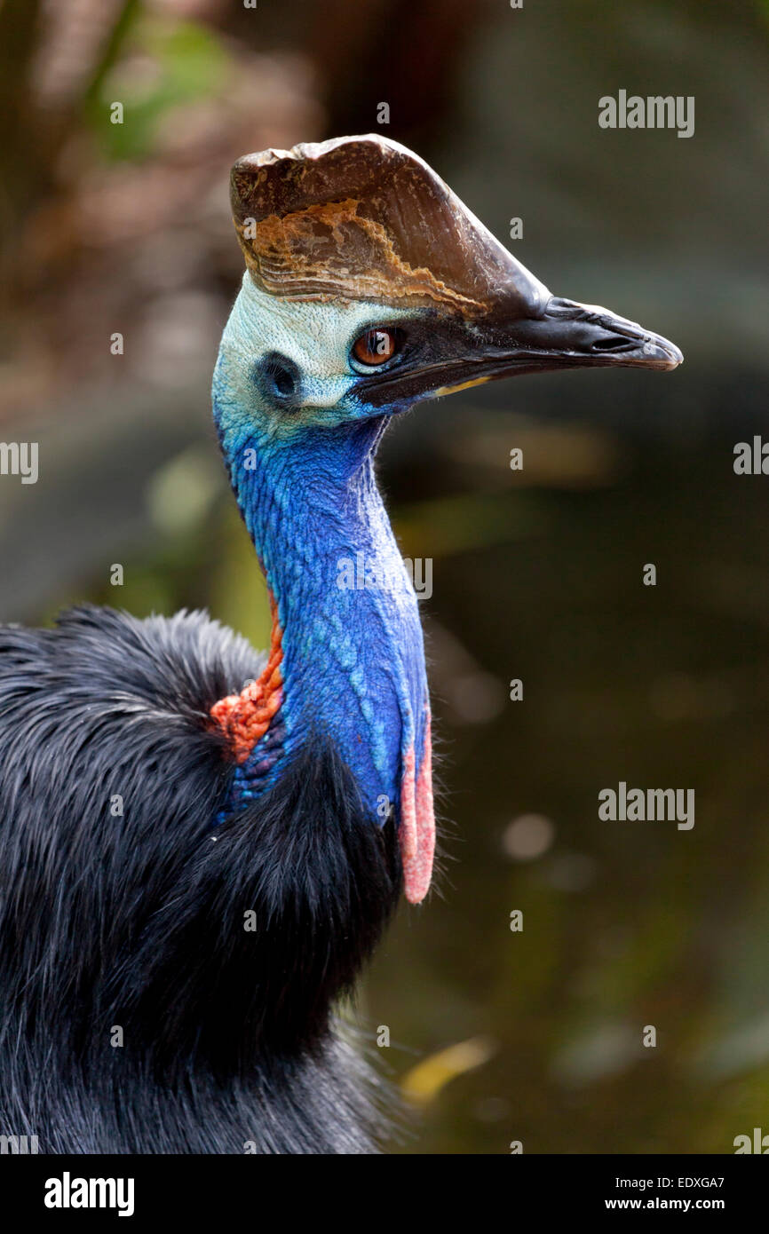 Casuario uccello, Queensland, Australia Foto Stock