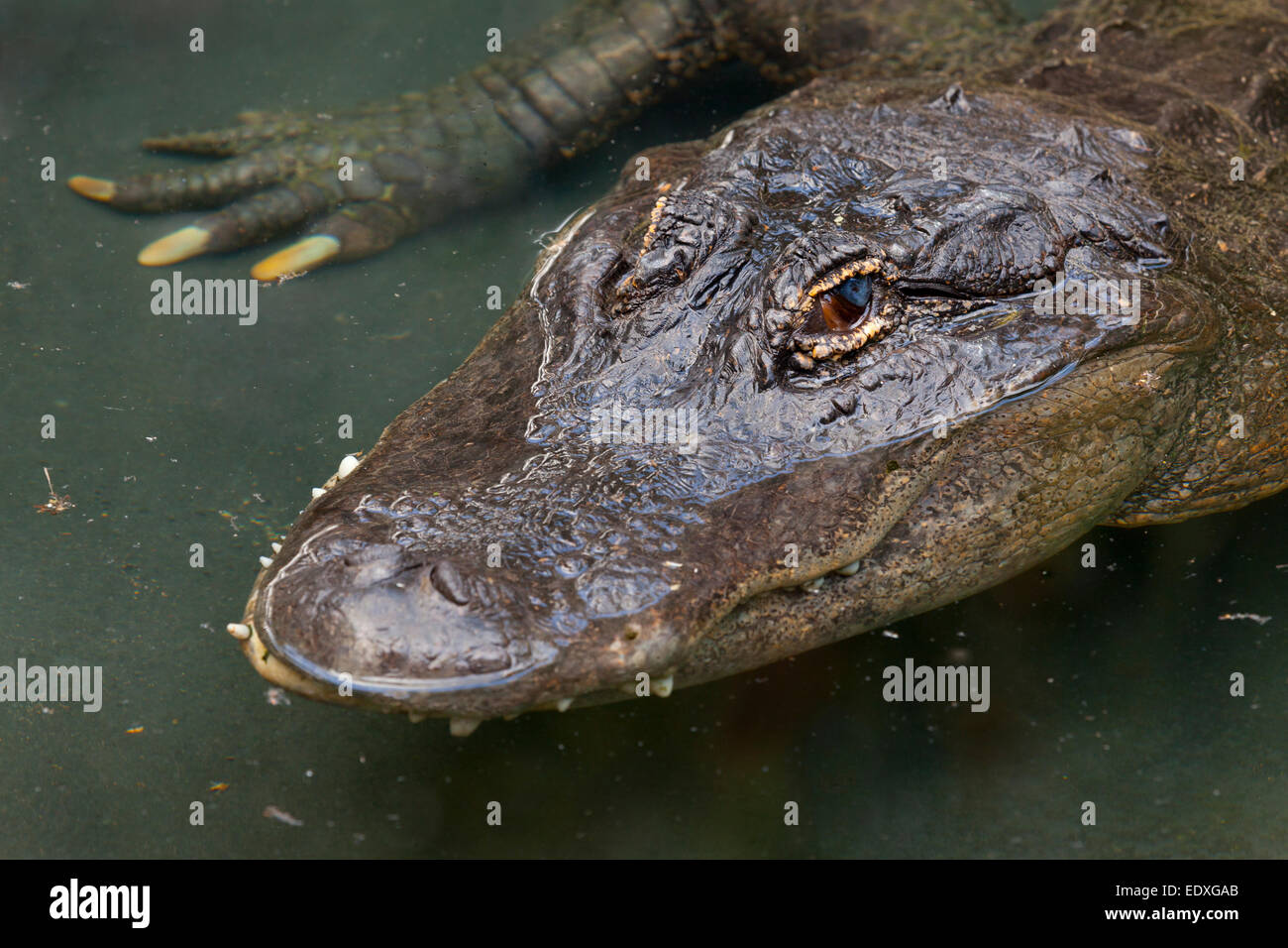 Coccodrillo in Australian Zoo, Beerwah,l'Australia Foto Stock