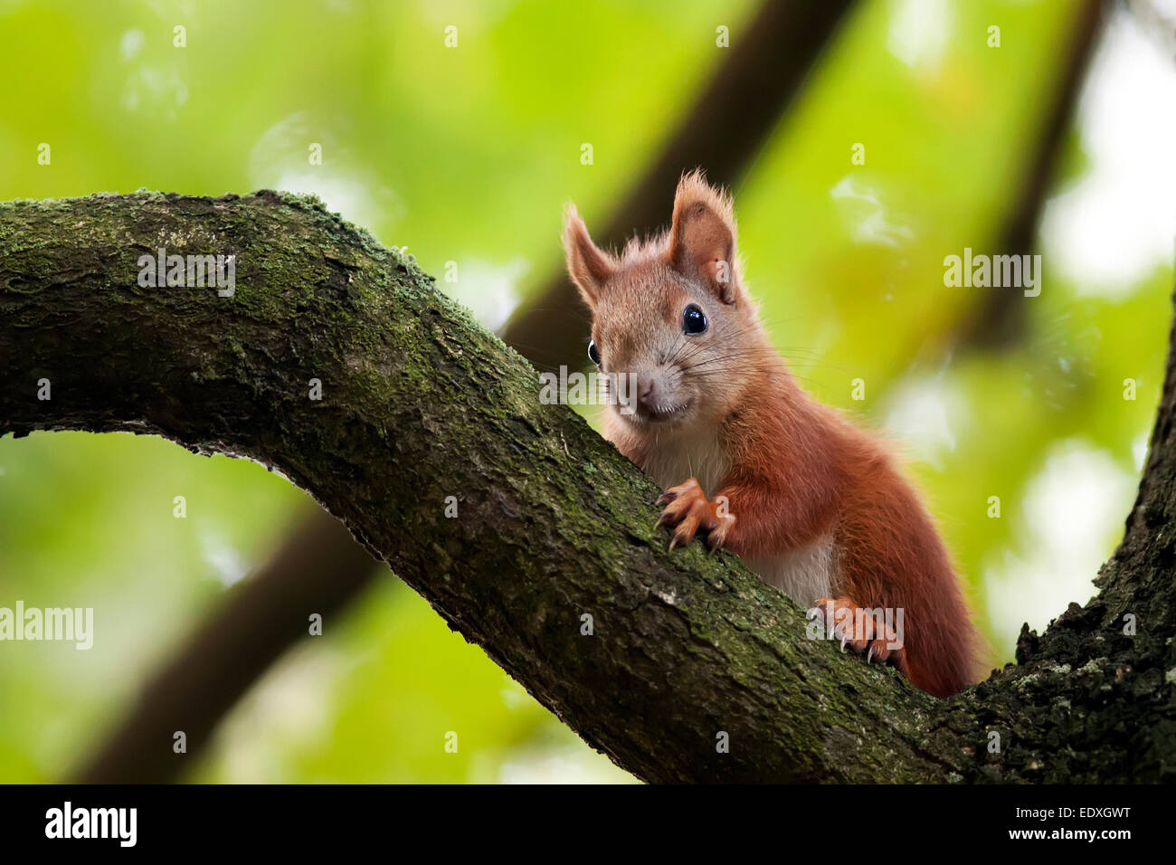 Scoiattolo rosso nella foresta, nel selvaggio Foto Stock Scoiattolo rosso nella foresta, nel selvaggio Foto Stock