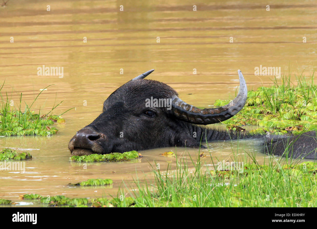 Asian Bufalo d'acqua (Bubalus bubalis) in uno stagno, Yala National Park, Sri Lanka Foto Stock