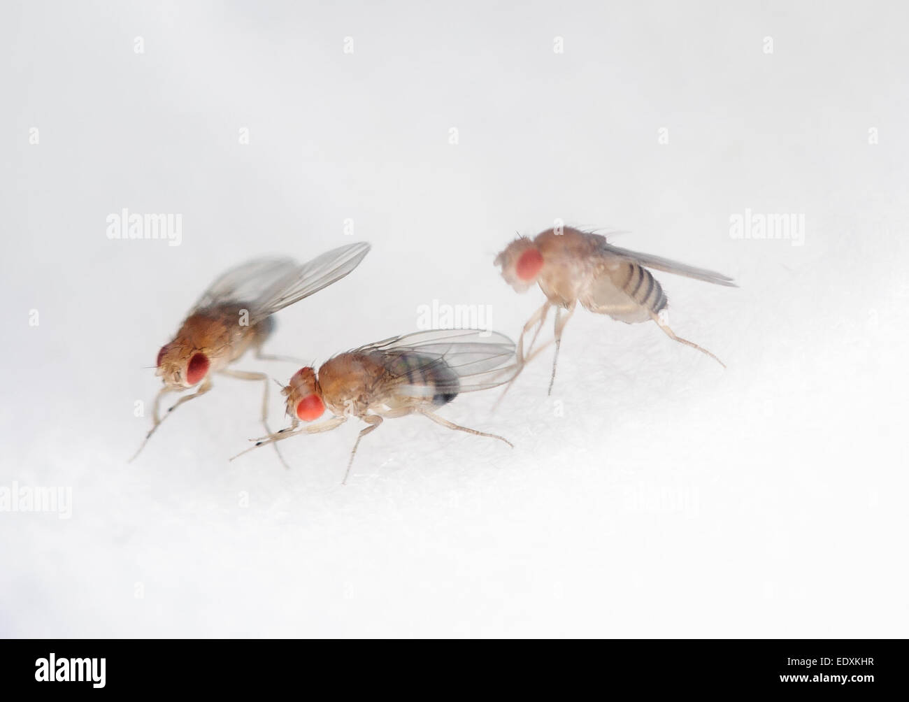 La mosca della frutta, Drosophila melanogaster, viene utilizzata per studiare gli effetti del volo spaziale sul sistema immunitario, aiutando la ricerca su come l'esposizione prolungata alle condizioni spaziali influisce sulle risposte immunitarie. Foto Stock