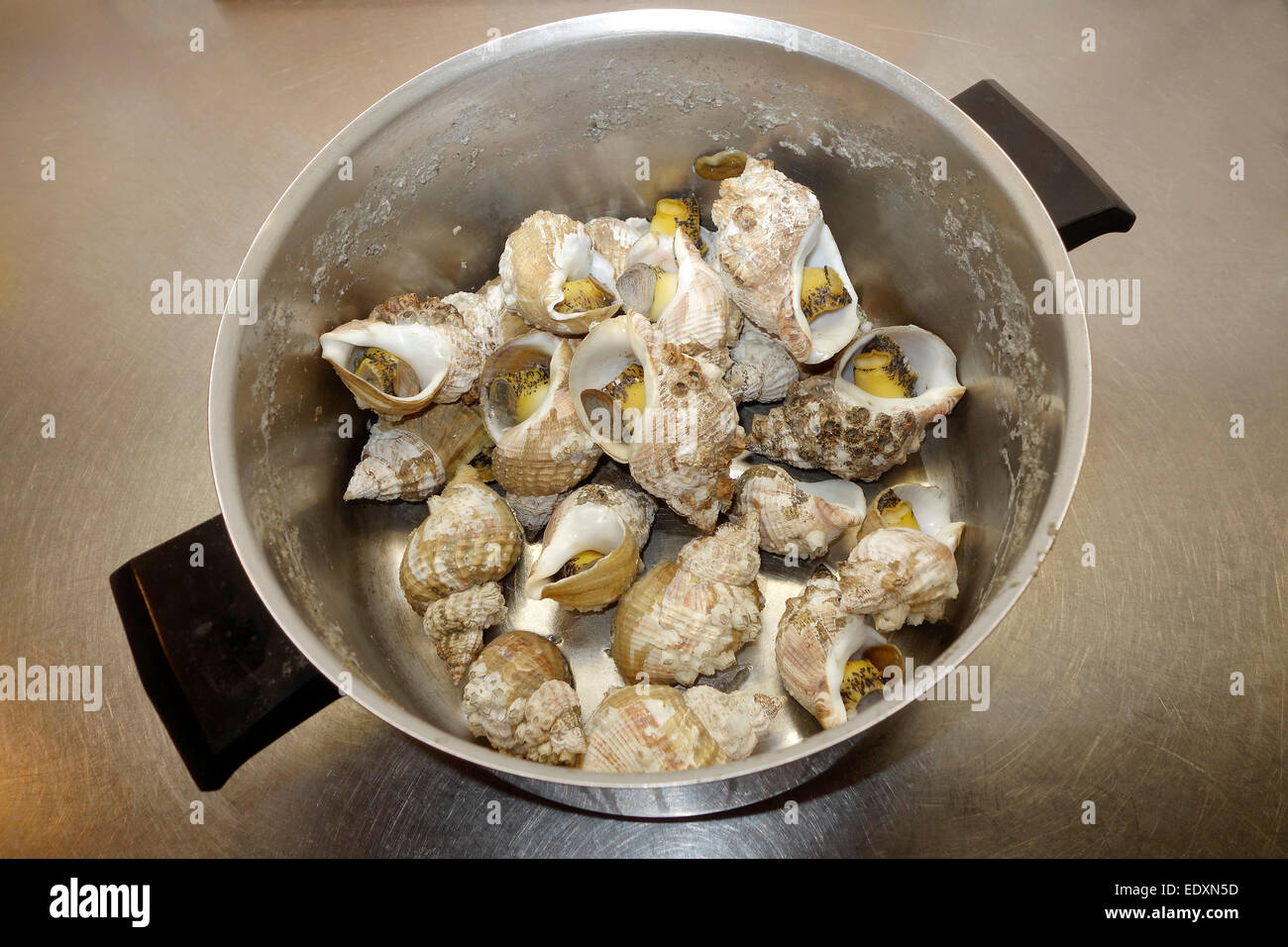 Conchiglia bollito in una pentola. Foto Stock