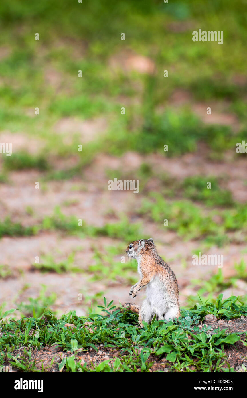 Scoiattolo di massa sull'avviso, guardando intorno per qualsiasi imposizione di pericolo, mentre nella prateria del suo habitat naturale. Foto Stock