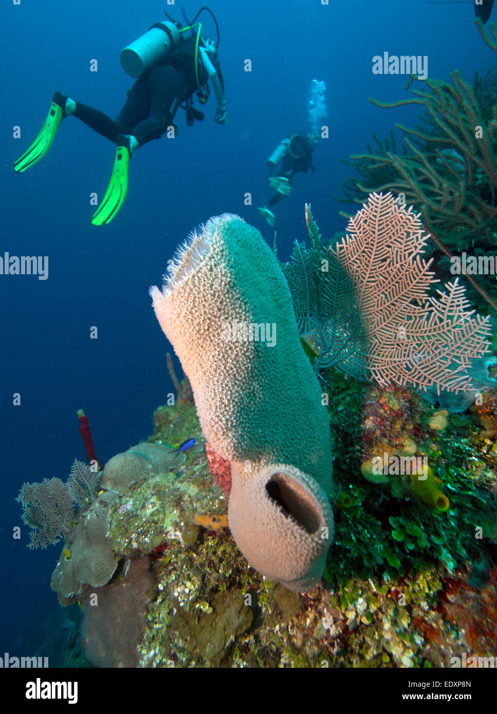 Scuba diving in isole della baia Foto Stock