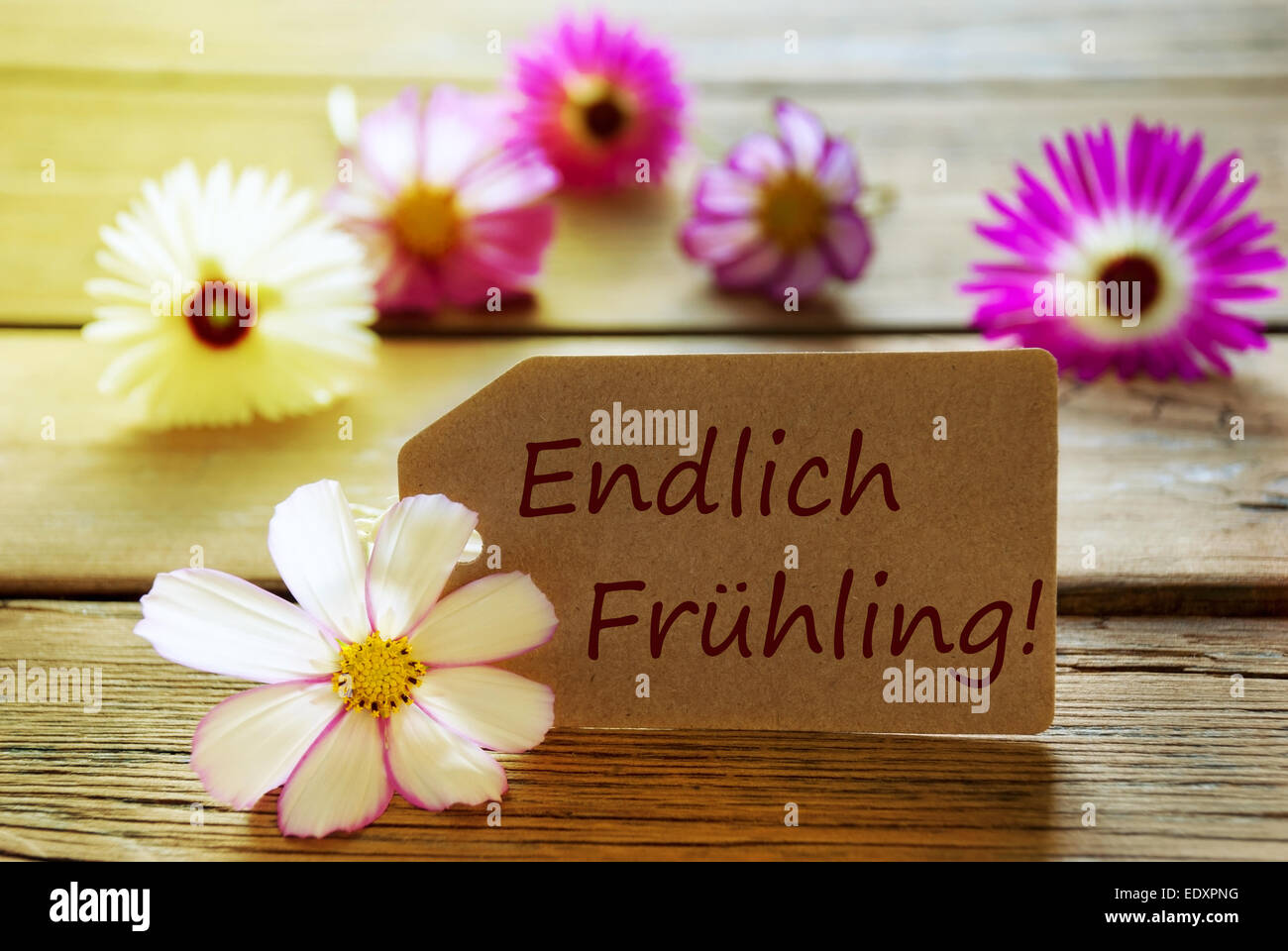 Etichetta marrone con Giallo sole effetto con testo tedesco Endlich Frühling con viola e bianco Cosmea fiore Il Backgroun di legno Foto Stock