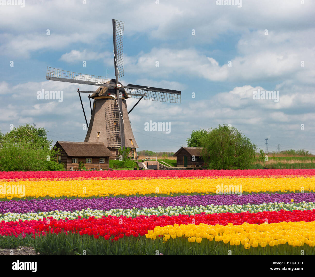 Un mulino a vento olandese oltre i tulipani Foto Stock