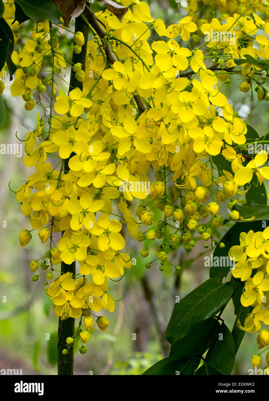 Lunghi racemi di spettacolari fiori gialli di Cassia fistola, Golden Shower Tree, sullo sfondo del fogliame verde Foto Stock