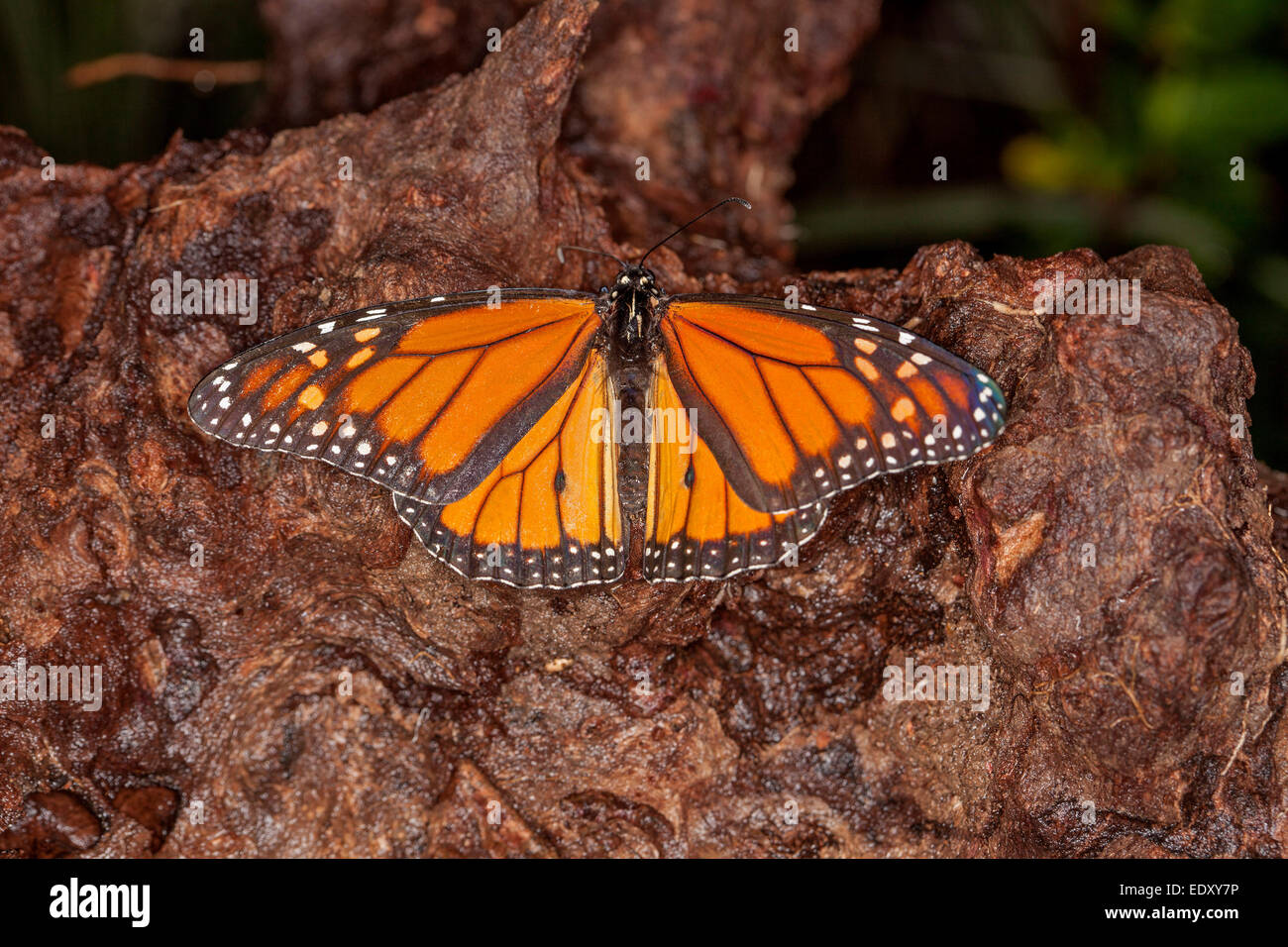 Arancione e nero Monarch / Wanderer farfalla con ali distese sul registro marrone Foto Stock