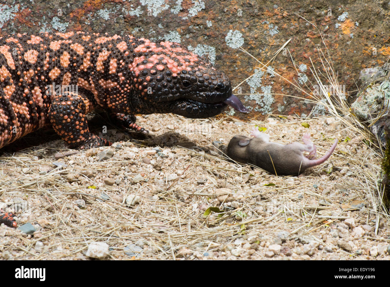 Gila Monster Heloderma suspectum suspectum Tucson, Arizona, Stati Uniti 4 marzo adulto retuiculated (modulo) preparando a ea Foto Stock