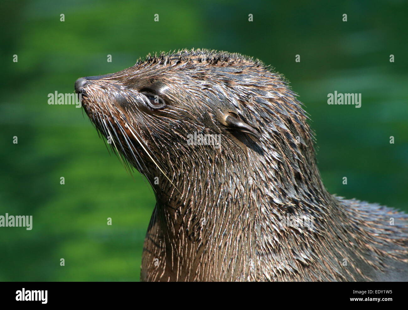 Voce maschile sud americana di pelliccia sigillo ( Arctocephalus australis) dettagliata di close-up di testa Foto Stock