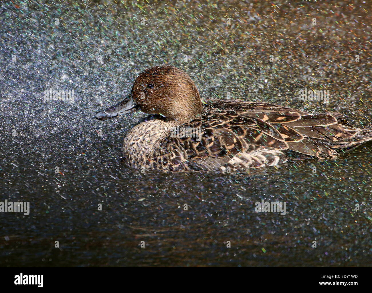 Femmina Pintail Northeren (Anas acuta) nuotare in una caleidoscopica spray di sole le goccioline di acqua Foto Stock