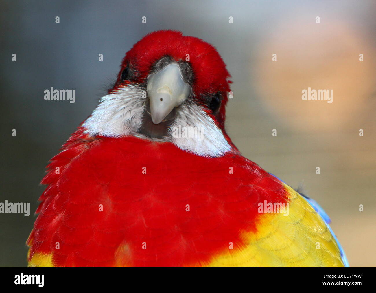 Molto vivacemente colorato Australian Eastern rosella parrot (Platycercus eximius) Foto Stock