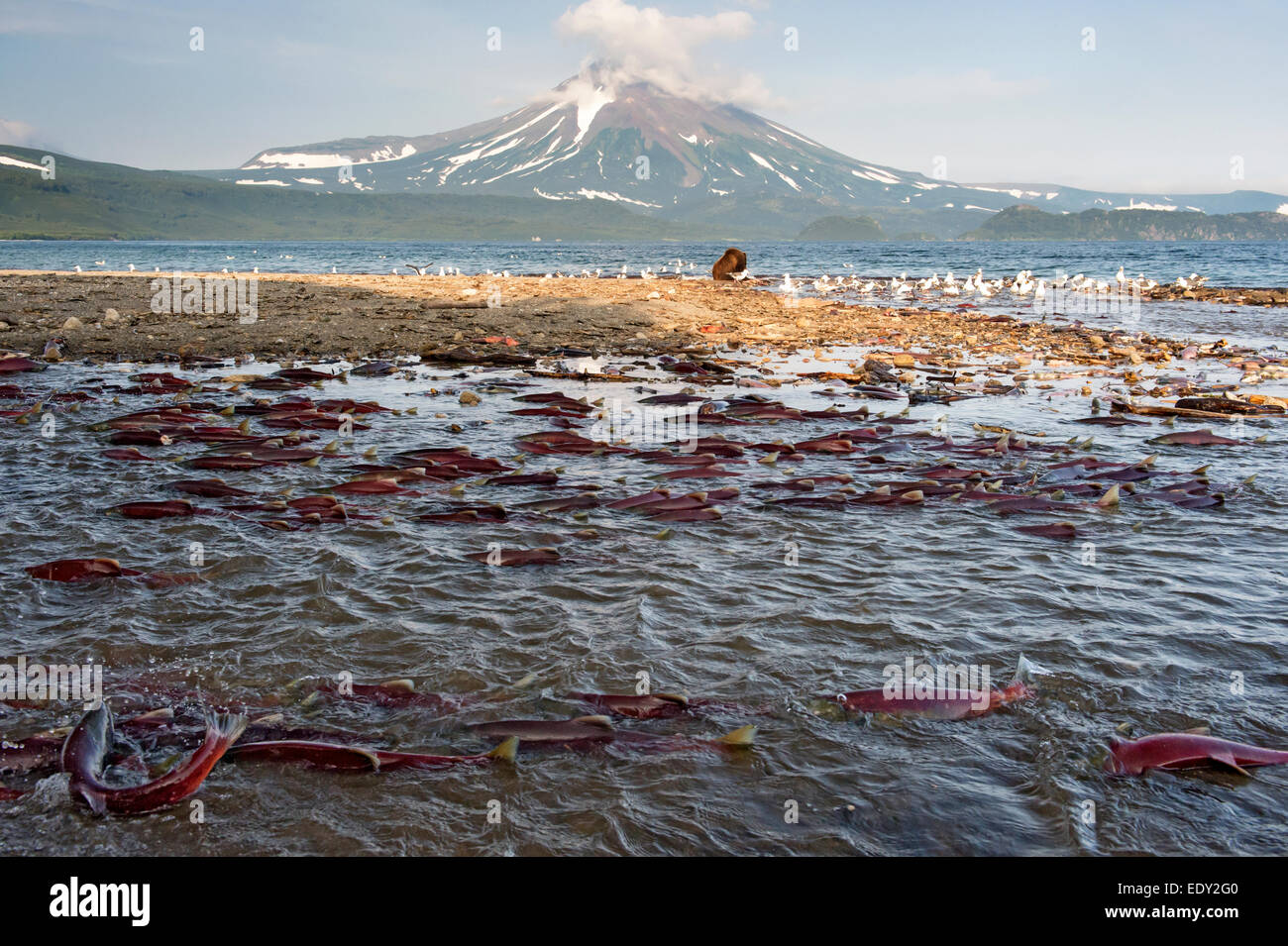 Il Salmone Sockeye la deposizione delle uova, fiume severnaya, curili lago, ilinsky vulcano sullo sfondo Foto Stock