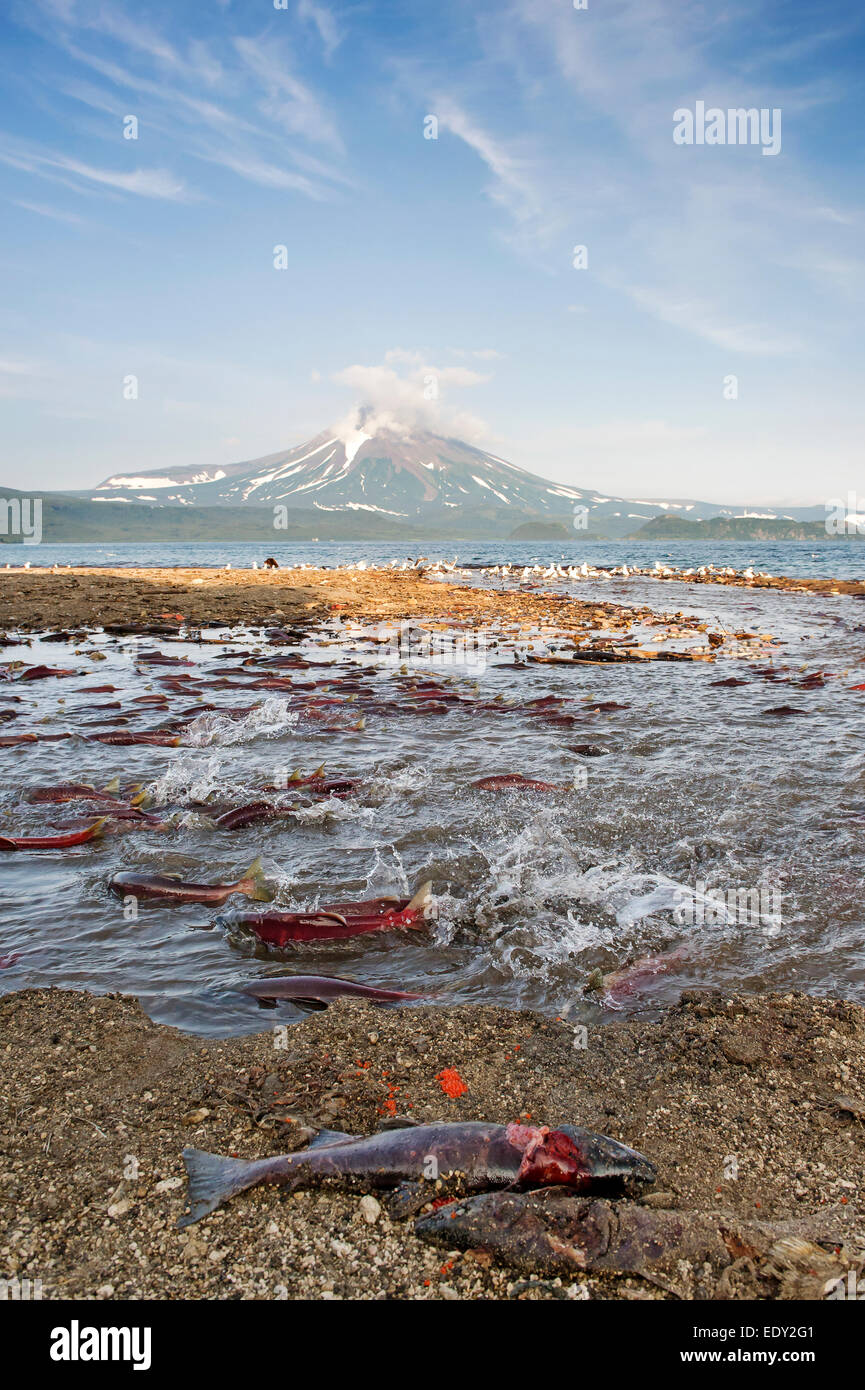 Il Salmone Sockeye nidiata curili lago, ilinsky vulcano sullo sfondo Foto Stock