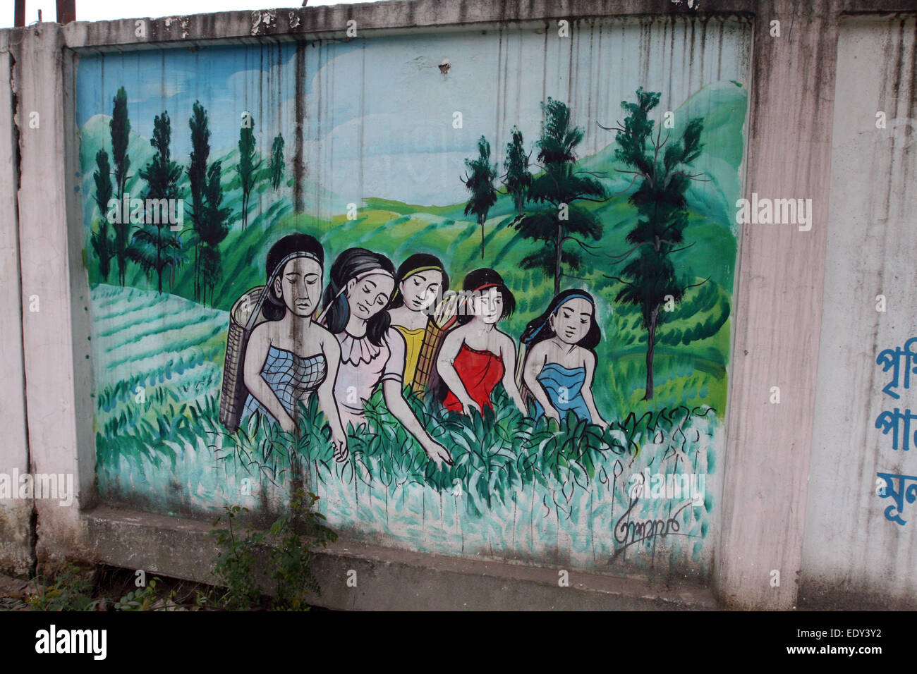 Muro di vernice femmina foglie di tè pluckers lavoro presso il giardino del te'. Dhaka 2015. Foto Stock