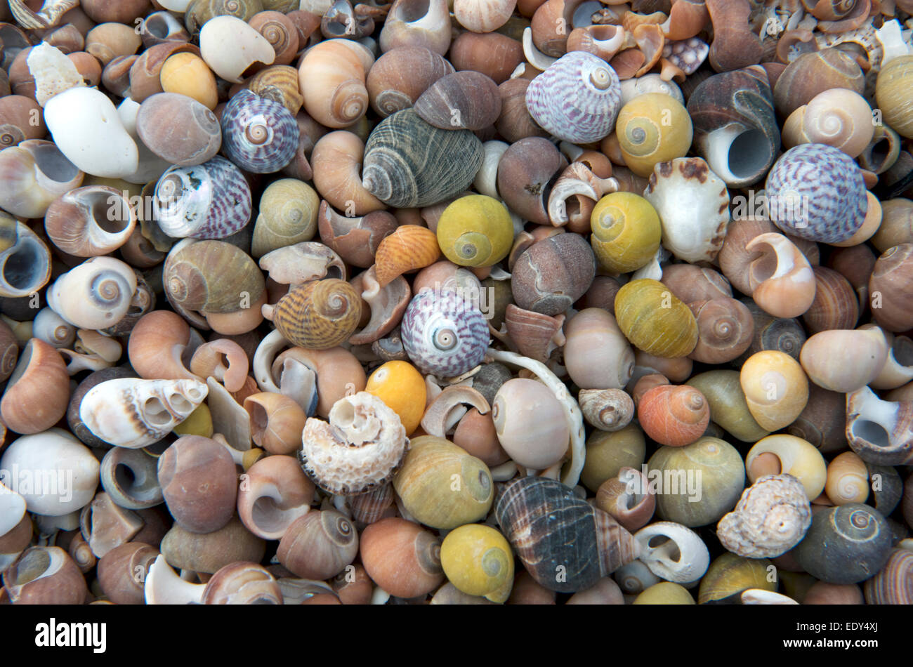 Guscio naturale spiaggia, Isola di Muck, piccole isole, Lochaber, Ebridi Interne, Scotland, Regno Unito. Foto Stock