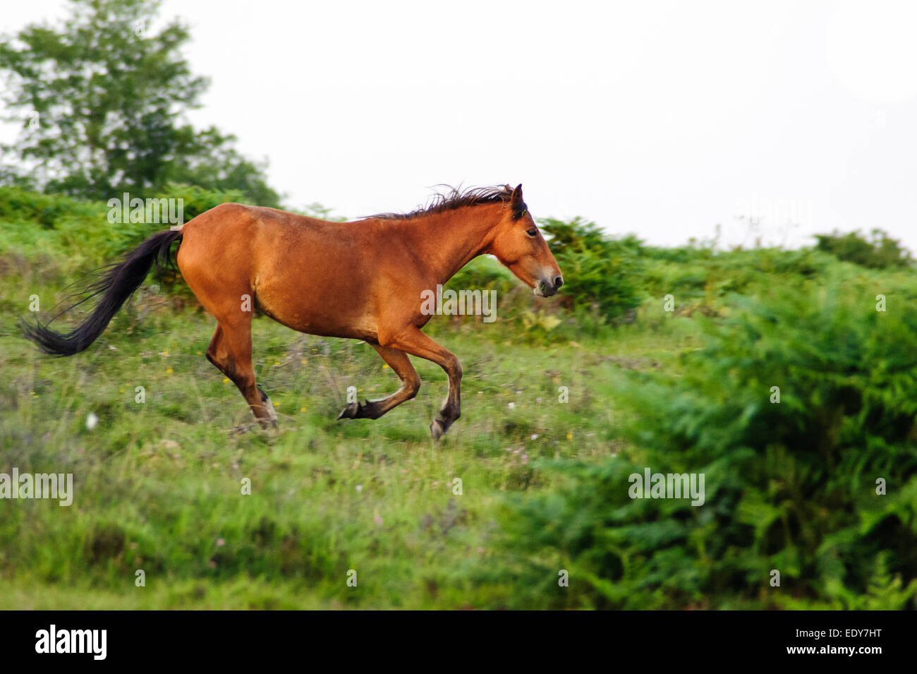 Pony galoppo Foto Stock