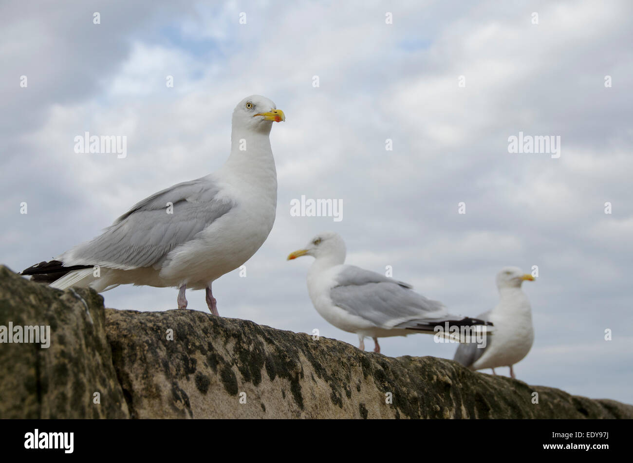 Basso angolo di close-up di 3 adulti gabbiani reali in piedi a fianco a fianco sulla parete del mare, visto contro blu cielo nuvoloso - Whitby, North Yorkshire, Inghilterra, Regno Unito. Foto Stock