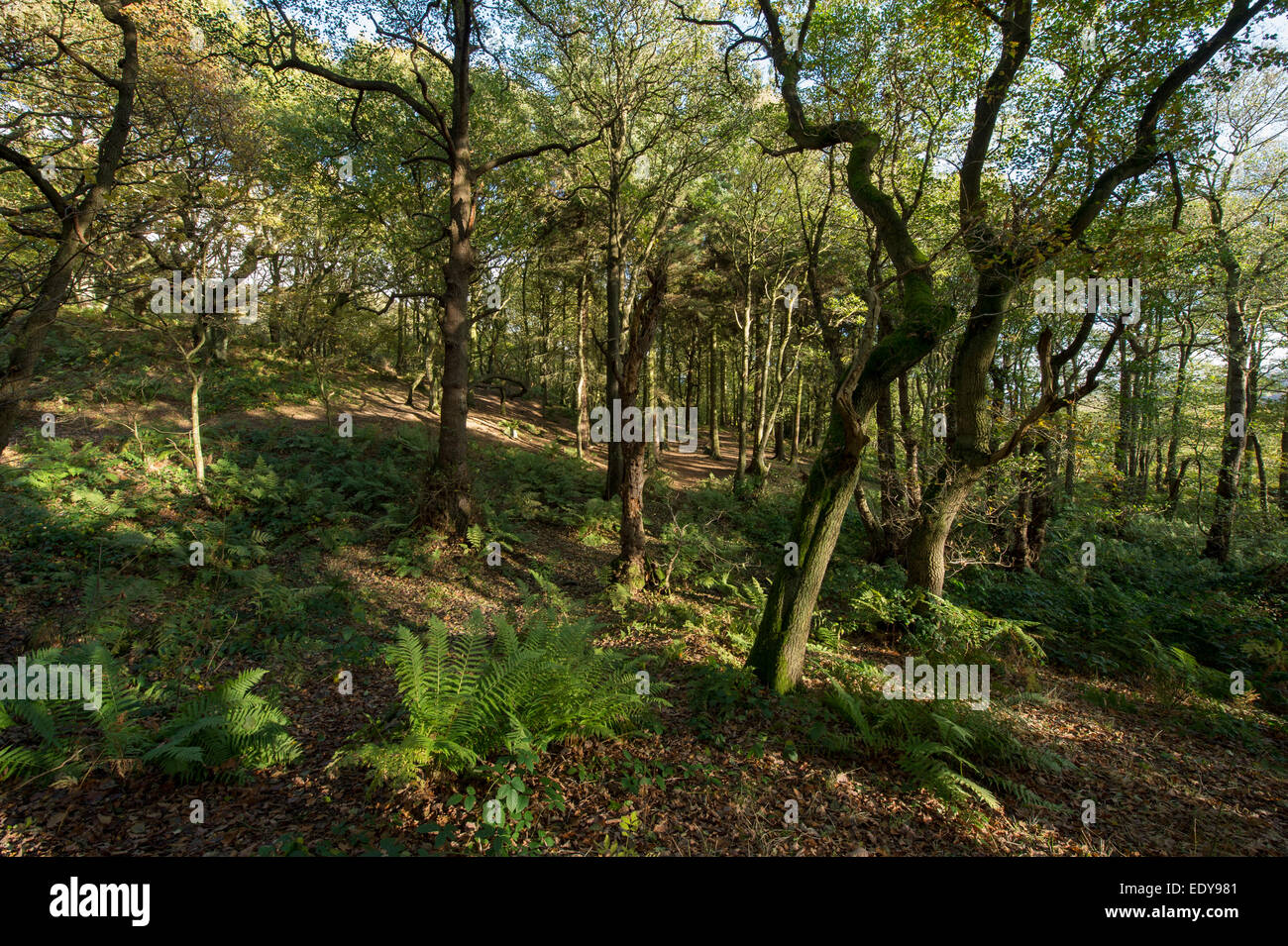 Luce solare pezzata a inizio autunno cade sugli alberi e tappeto di foglie in scenic una tranquilla area boschiva - Middleton Woods, Ilkley, West Yorkshire, Inghilterra, Regno Unito. Foto Stock