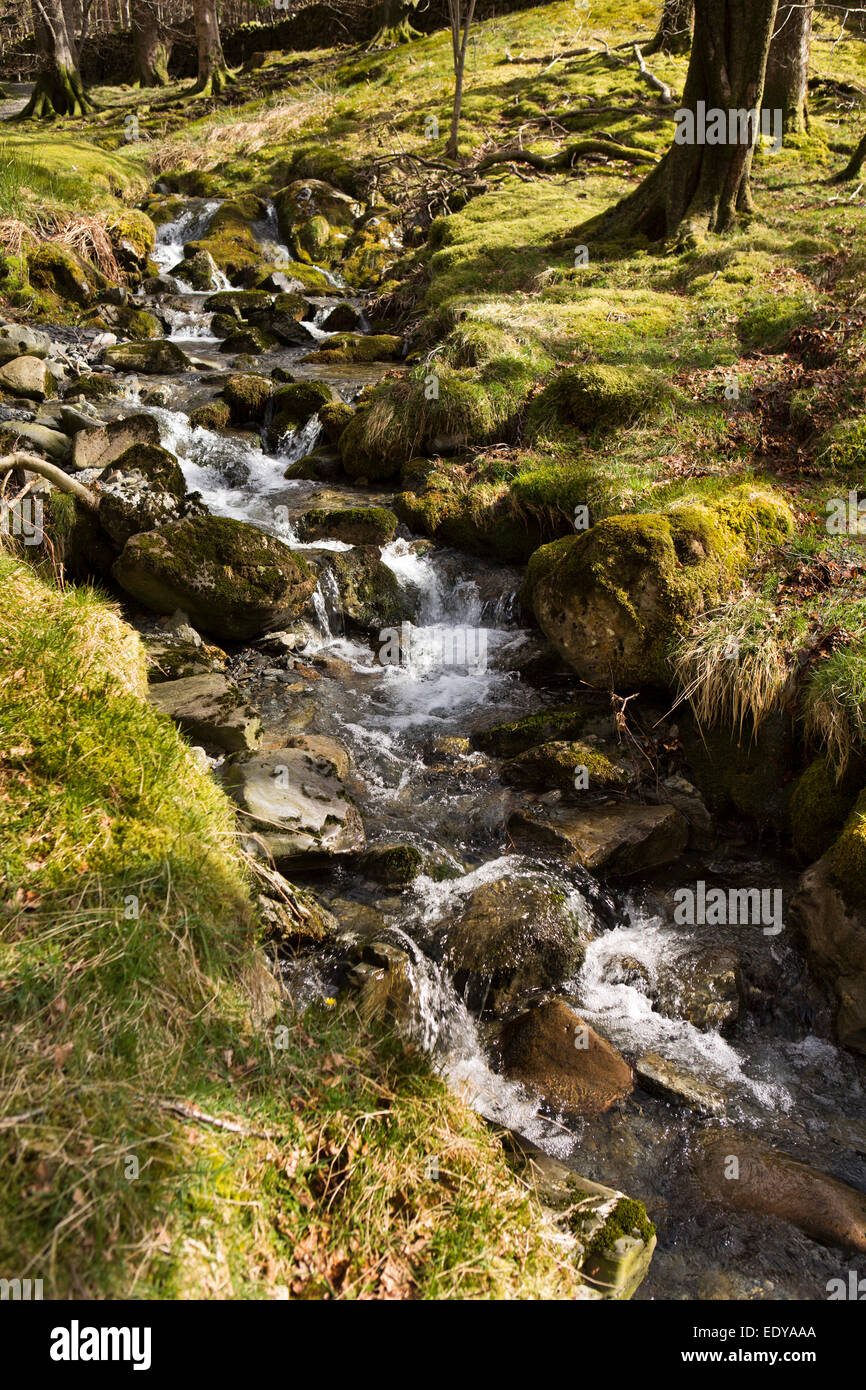 Regno Unito, Cumbria, Lake District, Buttermere, Hassnesshow Beck passando attraverso il bosco a Hassness Foto Stock