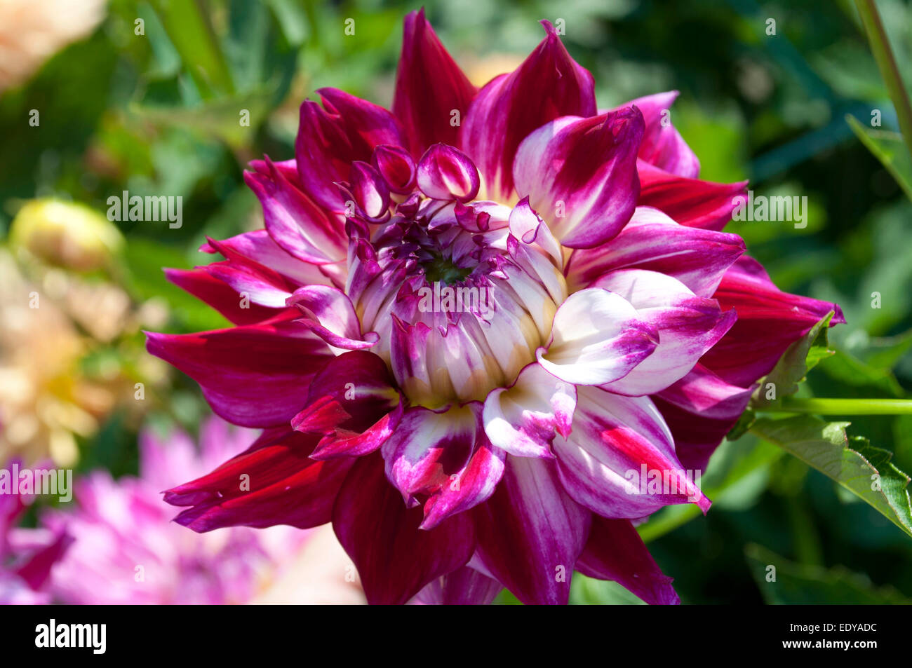 Bi-colore dahlia in piena fioritura prese a un giardino in Olympia, WA Foto Stock