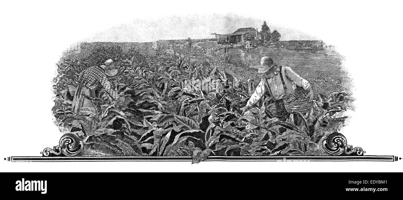 Incisione in acciaio, motif con il tabacco raccolto, dettaglio, quota storica Foto Stock